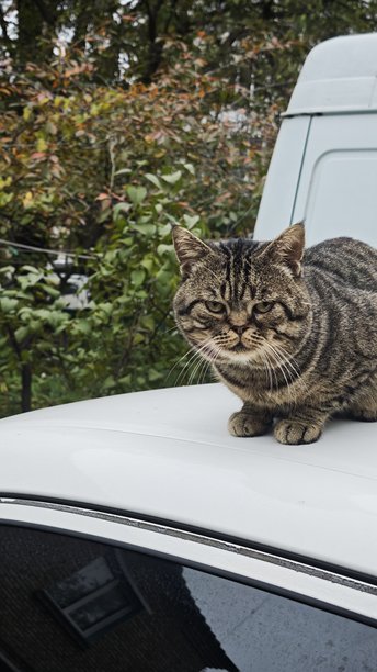 一只条纹猫坐在白色汽车的车顶上，背景是绿色的树叶。这张图片象征着独立、好奇心以及动物平静的本性。图片下载