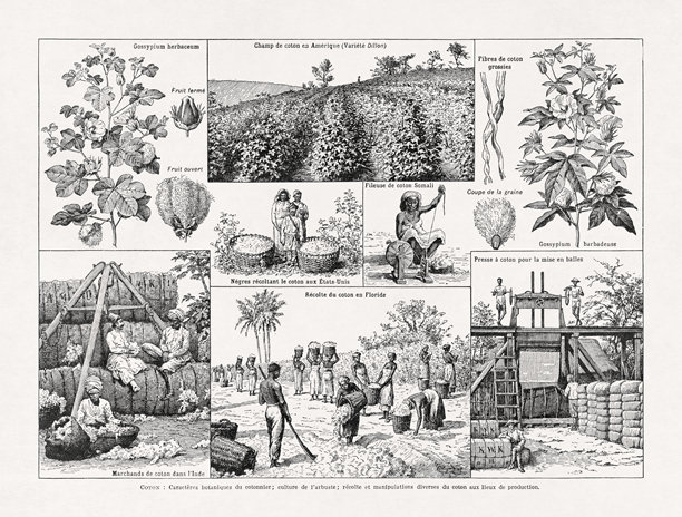 关于棉花种植、收获和加工的黑白插画图片下载