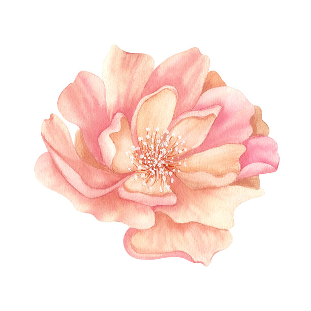 牡丹含苞待放水彩画。精致的粉色花卉剪贴画。复古色调的写实花卉插画，背景分离。适用于您设计的妇女节贺卡、春季贴纸。图片下载