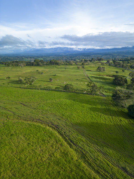 巴拿马山区牛场的鸟瞰图 - 库存照片图片下载
