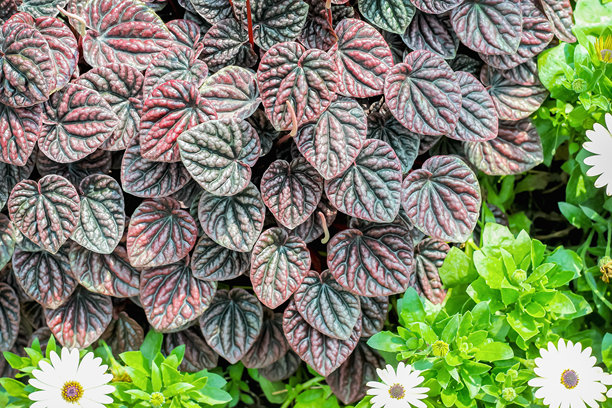 花园背景画框中，红月椒草（Peperomia caperata 'Red Luna'）叶片呈心形图案，装饰着盛开的雏菊。图片下载