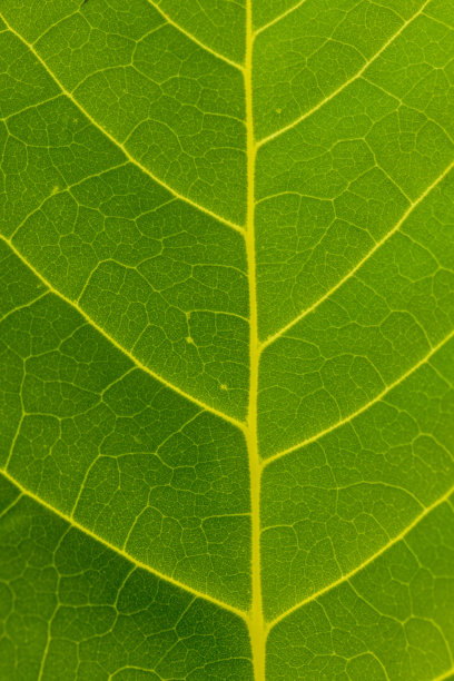 绿色叶子宏观特写，绿色叶子粗糙纹理背景。叶子纹理宏观。叶脉图案宏观摄影。绿色叶子细胞宏观。叶子特写照片。图片下载