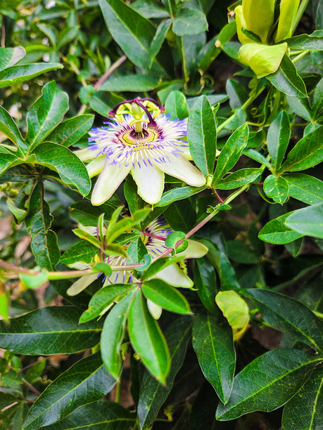 照片中的地点是奥赫里德湖图片下载