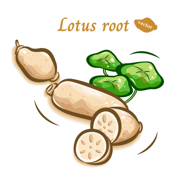 莲藕的流行插画素材 | 可爱的蔬菜 | 矢量图图片下载
