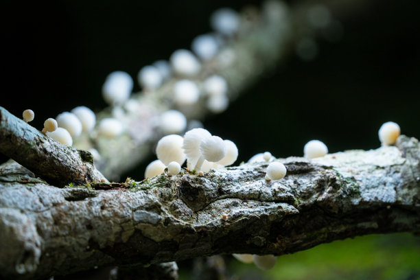 雨林中微小蘑菇的宏观照片图片下载