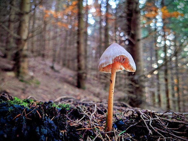 长满苔藓的森林中生长着的单个野生蘑菇，柔光下的微距照片图片下载