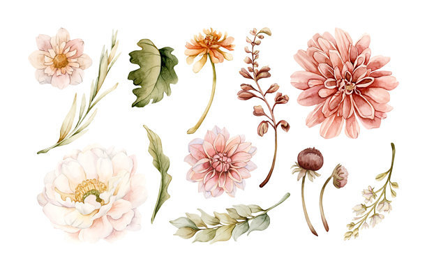 秋季花卉叶子套装。秋季植物大丽花、菊花、百日草。水彩手绘花卉插画，孤立。图片下载