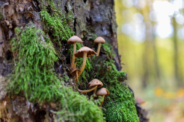 一簇细茎、棕色菌盖的小蘑菇生长在覆盖着浓绿苔藓的树干上。这张微距照片突显了树皮上森林生态系统的生命，模糊明亮的背景增加了景深和秋天的氛围。图片下载