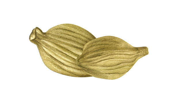 芳香的干豆蔻荚（含种子）水彩插画，孤立在背景上。两种绿色豆蔻调味料。用于东方传统医学、饮品、烹饪食谱的印度香料。图片下载