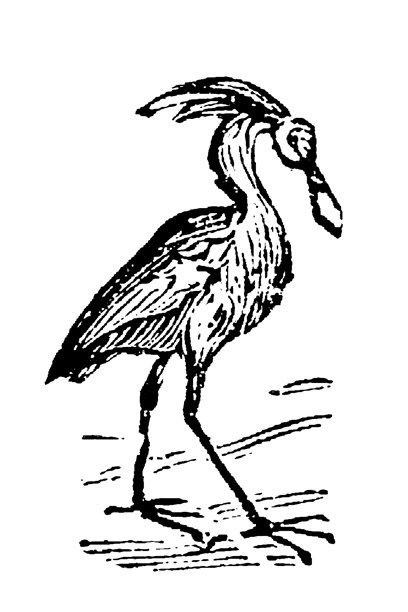 一只琵鹭涉禽，拥有独特的 the spatulate-shaped bill and 精美的羽毛，一幅古老的旧插画，1897年。图片下载