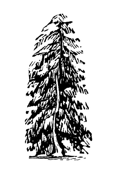 具有形状和直立球果的冷杉，展示了用于植物学研究和森林生态学文献记录的针叶树特征，1897年古老复古插画。图片下载