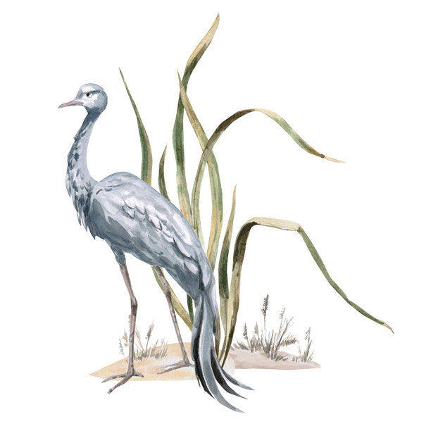 一只非洲灰鹤在草丛中。孤立的水彩插画，适用于旅行手册、网站、产品设计、服装印刷、企业品牌和室内设计。图片下载