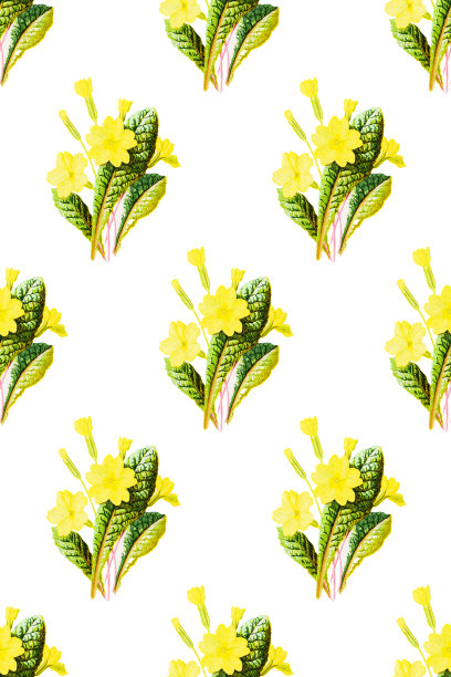 老式彩色植物花卉插画：欧洲报春花（报春花）图片下载