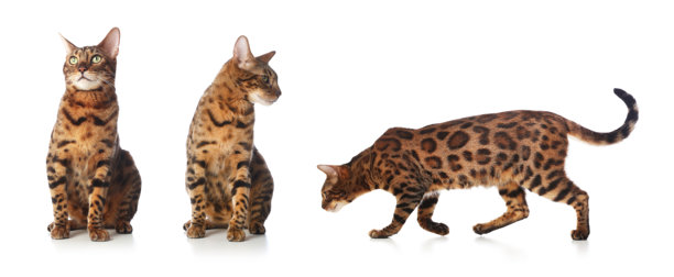 孟加拉猫在白色背景上，一组照片。可爱的宠物图片下载