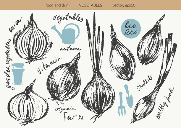 手绘墨水洋葱、青葱蔬菜草图集。用于标签和包装的食物插画。图片下载