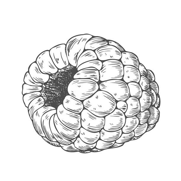 覆盆子。墨水手绘插画，矢量图。适用于包装、印刷、图案设计。图片下载