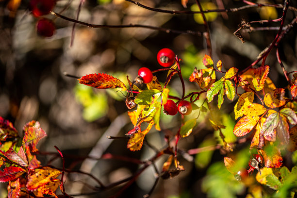 树枝上红色浆果的微距照片图片下载