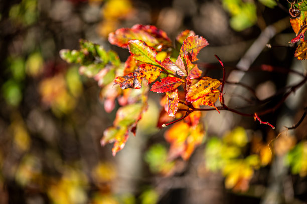 红色浆果在树枝上的微距照片图片下载