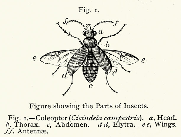 野生动物，苍蝇，昆虫解剖图，复古插画，19世纪，维多利亚时代图片下载