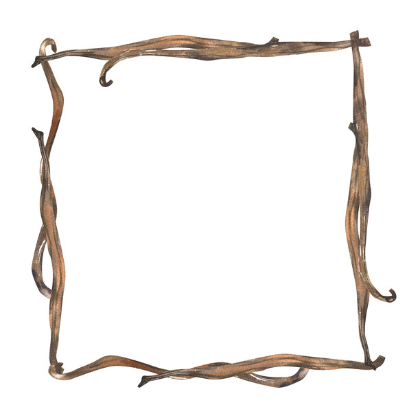 香草干枝豆荚水彩横幅模板。手绘甜点烘焙香料，有机异国情调烹饪原料素材，用于产品包装、海报、菜单设计图片下载