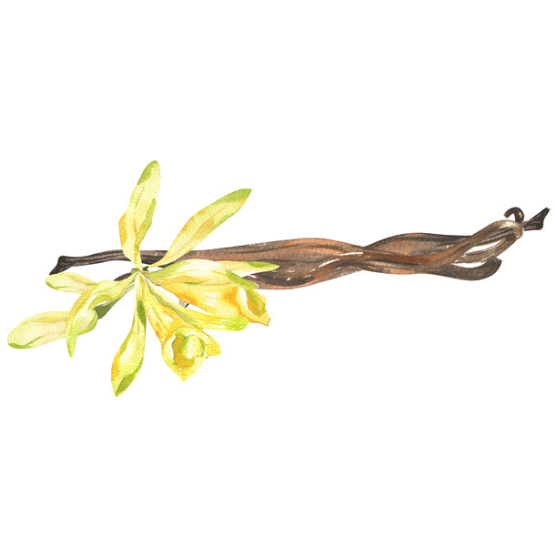 香草花和有机香草豆荚水彩插画。手绘孤立的甜香料、烘焙食品和化妆品原料剪贴画，用于水疗沙龙卡片、海报、菜单设计图片下载