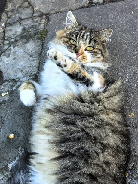 猫，村里的猫，宠物，等待，漂亮的表情，毛茸茸的猫，精美的拍摄，精美的照片，家中的温暖与舒适，与我的祖母一起，在村庄里图片下载