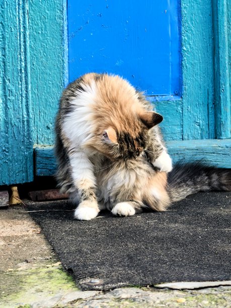 猫，村里的猫，宠物，等待，漂亮的表情，毛茸茸的猫，精美的拍摄，精美的照片，家中的温暖与舒适，和奶奶在一起，在村庄里图片下载