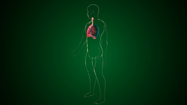 人体肺部解剖图。三维插画图片下载