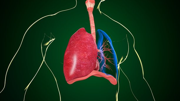 人体肺部解剖图。三维插画图片下载