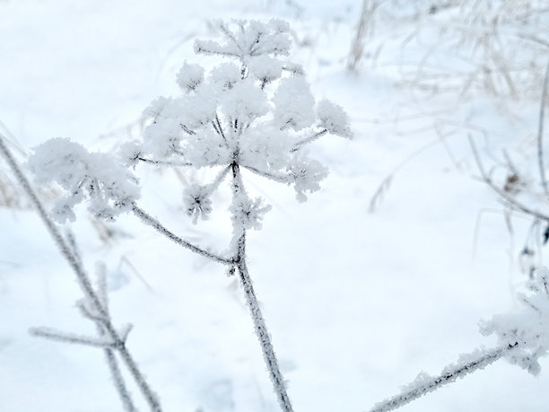 冬天雪地里的冻结植物毒参，照片特写图片下载