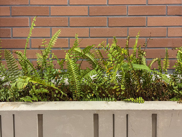 郁郁葱葱的蕨类植物在质朴的砖墙上层叠，构成一幅宁静而富有质感的画面，营造出平静的氛围。图片下载