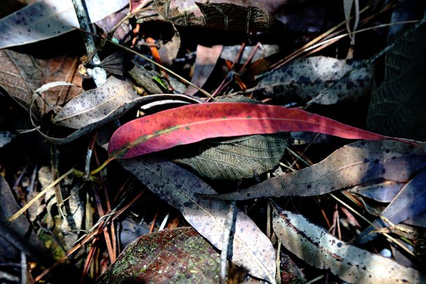 质感自然的照片，落叶铺满地面。图片下载