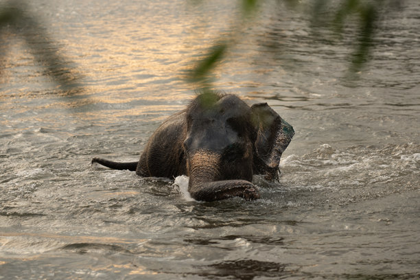 一张令人惊叹的野生动物照片，展示了一头亚洲象幼崽在“黄金时刻”的日出时分，在河流或水源中嬉戏地行走或游泳，温暖的低角度光线。图片下载
