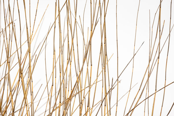 抽象极简照片，展示了干芦苇茎的自然纹理图片下载
