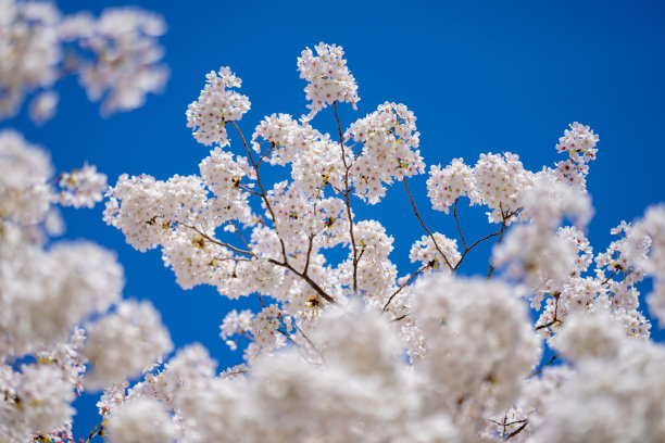 春天的樱花，背景是蓝天。春季的白色樱花。白色盛开的樱花树枝特写照片。春日里的白色樱花。图片下载