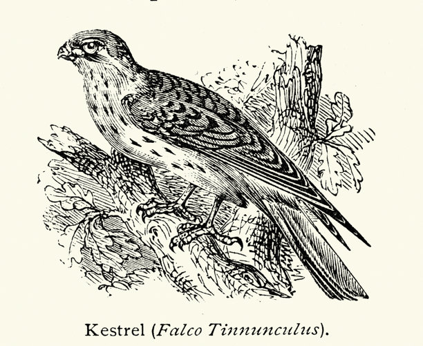 野生动物，鸟类，普通鹗，红隼（Falco tinnunculus），隼科鹗属的一种猛禽。十九世纪维多利亚时期复古插画。图片下载