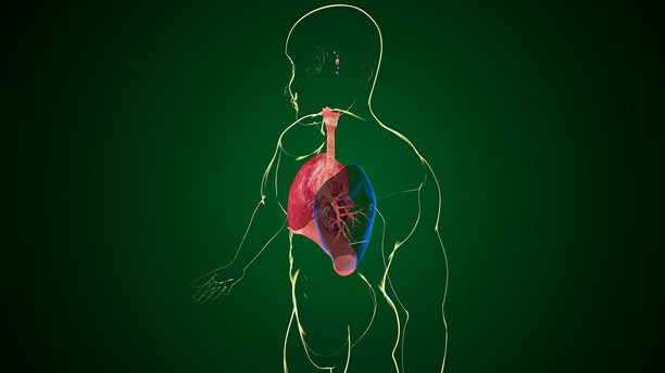 人体肺部解剖图。三维插画图片下载