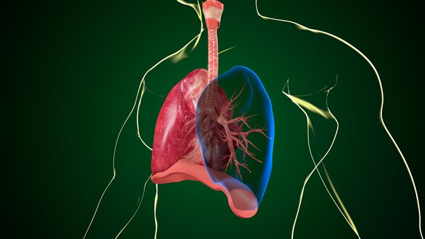 人体肺部解剖图。三维插画图片下载