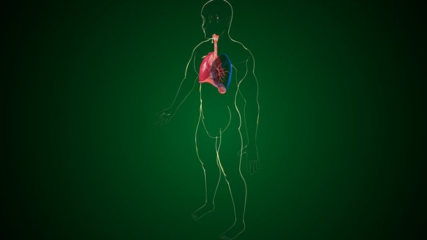 人体肺部解剖图。3D插画图片下载