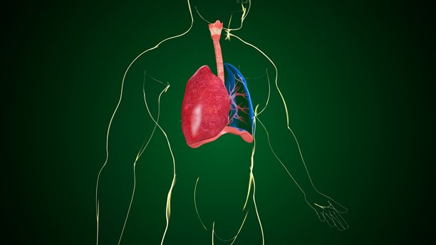 人体肺部解剖结构。三维插画图片下载