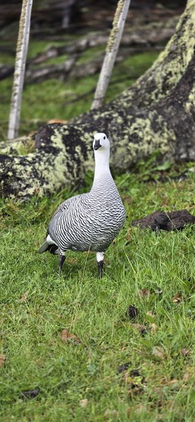 鸟类图片图片下载