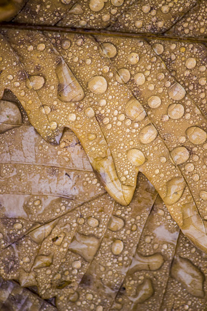 雨滴落在落叶上，特写镜头，雨中大自然的彩色照片图片下载