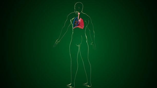 人体肺部解剖图。三维插画图片下载