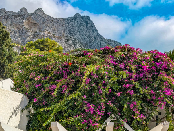 鲜艳的粉色九重葛花朵与绿色叶子构成了一道繁茂的屏障，背景是崎岖的岩石山地景观，天空湛蓝，点缀着白云。图片下载