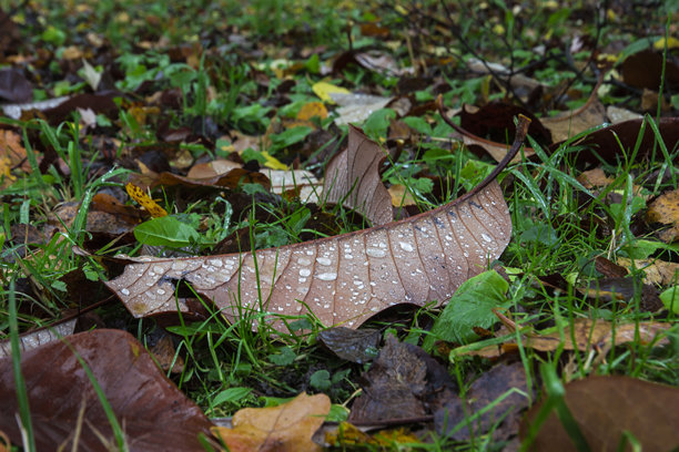 雨滴落在落叶上。一片叶子的特写。雨中自然景色的多彩照片。图片下载