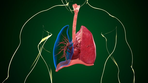 人体肺部解剖图。三维插画图片下载