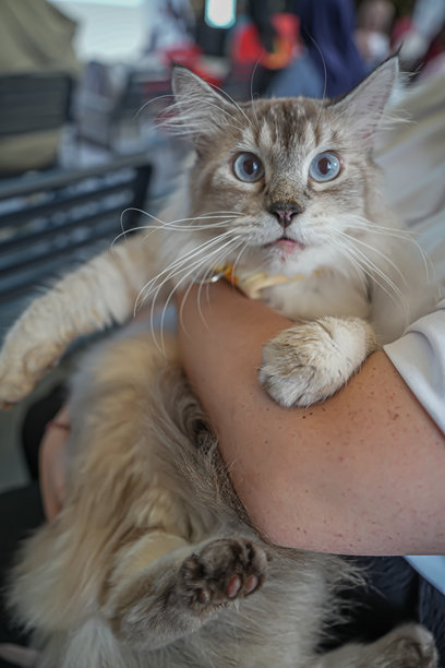 一只毛茸茸的蓝眼睛猫咪依偎在主人怀中，营造出可爱、宁静而温馨的瞬间，非常适合宠物生活、猫咪内容和商业视觉素材。图片下载