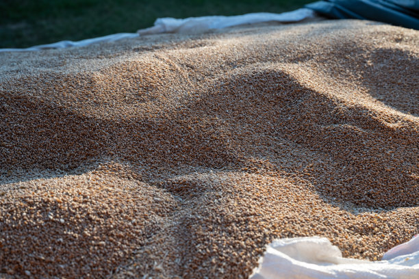 散装小麦谷物的背景图。生谷物种子的宏观照片，象征着农业、食品生产和有机农业。图片下载