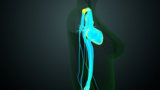 人体动脉和静脉解剖图。3D插画图片下载