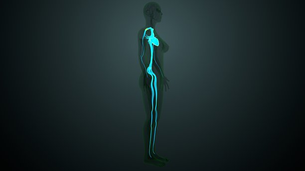 人体动脉和静脉解剖图。三维插画图片下载